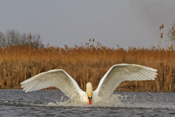 swan on blue lake with open wings in sunny day