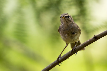 Naklejka na ściany i meble Image of bird (Common Tailorbird) on the branch on natural background.
