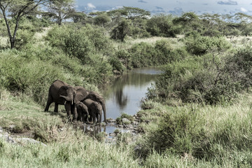 Fototapeta premium Elephants and calfs drinkink in watercourse in Serengeti Nationa