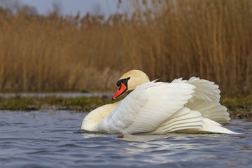 Naklejka premium swan on blue lake water in sunny day