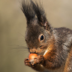 Eurasian red squirrel inspecting a hazelnut
