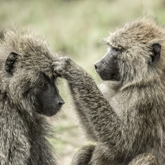 Olive baboon searching food on the head of the other, in Serengeti National Park
