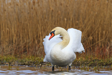 beautiful white swan cleans feathers