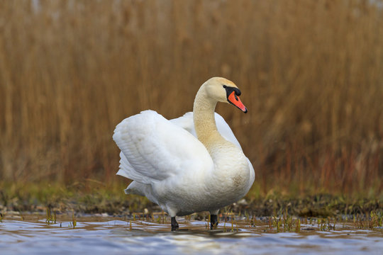 beautiful swan out of the water to the shore
