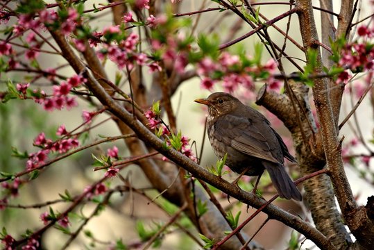 blackbird on peach tree
