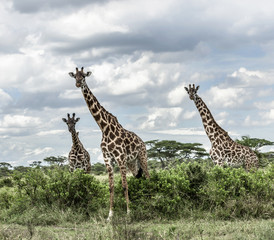 Giraffes in savannah, Serengeti, Africa