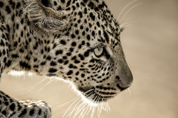 Close-up of a leopard in Serengeti National Park