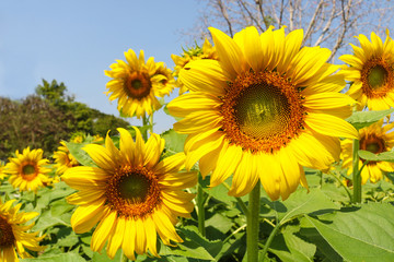 Sunflowers garden. Sunflowers have abundant health benefits. Sunflower oil improves skin health and promote cell regeneration.