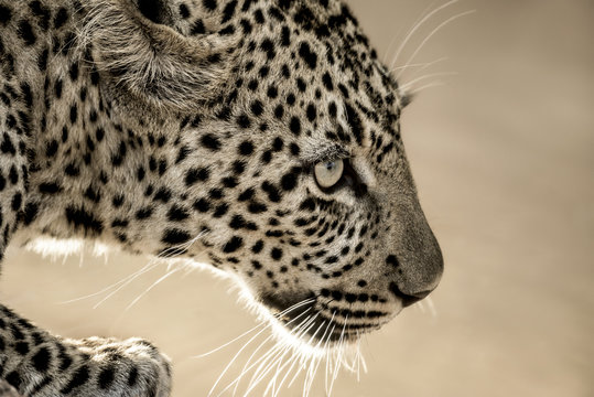 Close-up of a leopard in Serengeti National Park