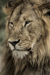 Close-up of a male lion in Serengeti National Park