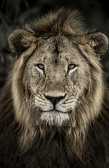 Naklejka premium Close-up of a male lion in Serengeti National Park