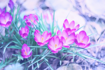 Tender spring flowers of crocus. Soft focus and gentle soft tones. Art photo.
