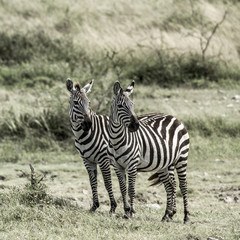 Fototapeta na wymiar Two zebras, Serengeti, Africa
