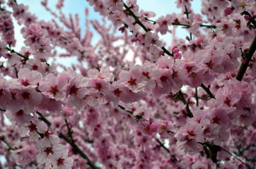 Blühender Baum im Frühling