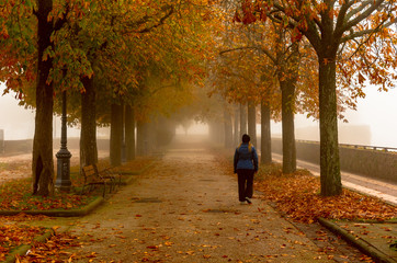 autumn park with fog and trees