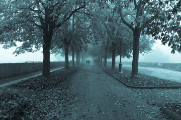 autumn park with fog and trees