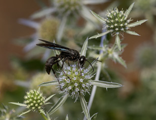 Digger Wasp