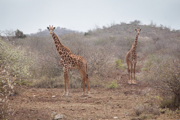 giraffe
