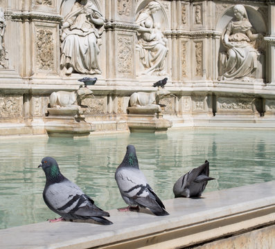 Pigeons on the Fonte Gaia fountain in Siena, Italy