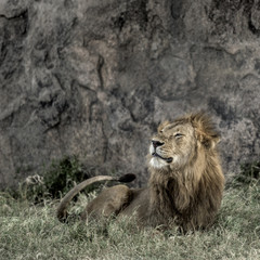 male lion resting in Serengeti National Park