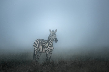 Fototapeta na wymiar Zebra in the Morning mist, serengeti, Africa