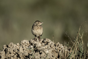 Passerine in Serengeti National Park