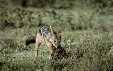 Jackal eating, in Serengeti National Park