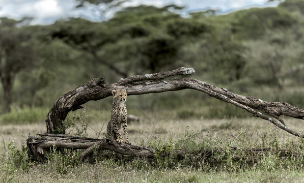 Cub Cheetah standing in Serengeti National Park