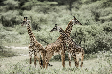 Giraffes playing in Serengeti National Park