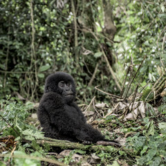 Young mountain gorilla in the Virunga National Park, Africa, DRC, Central Africa.