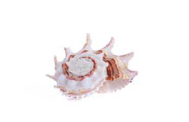 shell see on white background