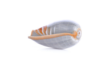 shell see on white background