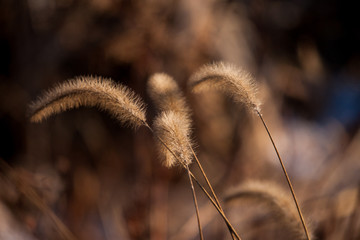 Wild Grass