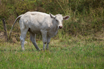 Fototapeta premium Image of white cow on nature background. Animal farm