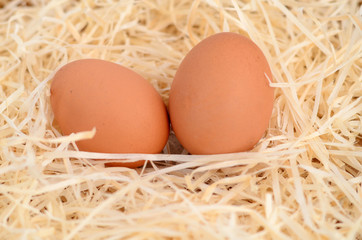 Two brown eggs lying in the nest