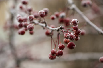 Crab Apple