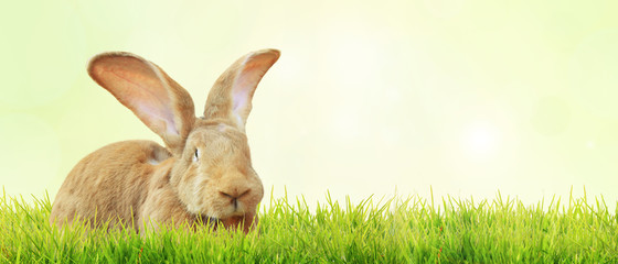 Frohe Ostern!
