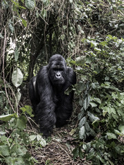 silverback mountain gorilla in the Virunga National Park, Africa, DRC, Central Africa.