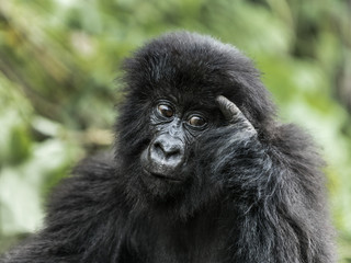 Fototapeta premium Young mountain gorilla in the Virunga National Park, Africa, DRC, Central Africa.