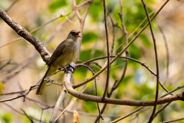 Image of bird (Streak-eared Bulbul; Pycnonotus blanfordi) on the branch on nature background. Wild Animals.