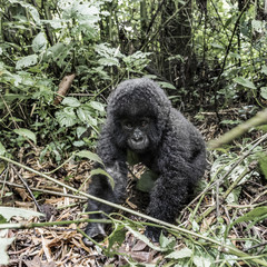 Fototapeta premium Young mountain gorilla in the Virunga National Park, Africa, DRC, Central Africa.