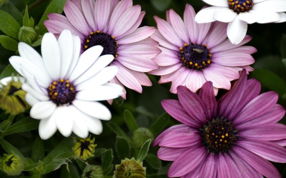 Fototapeta Details of purple daisies and green leaves