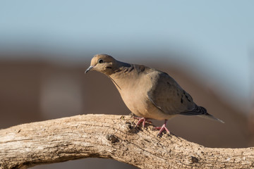 Mourning Dove