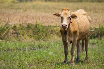 Image of brown cow on nature background. Animal farm