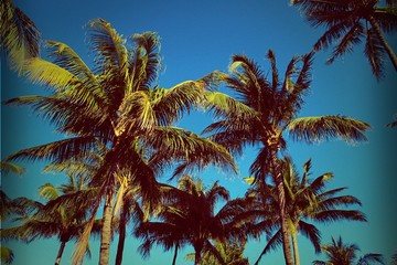 Fototapeta na wymiar Green Palm Trees of South Beach, Florida Background