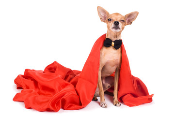 Photo of a funny toy terrier on a white background