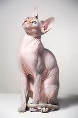 canadian sphinx cat 