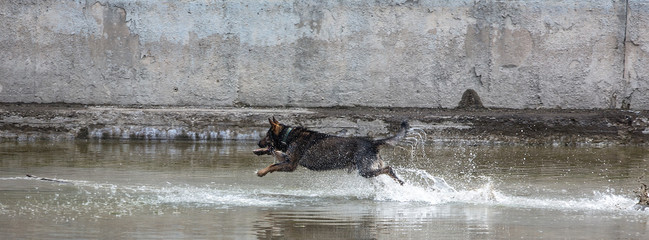 The sheepdog runs on the water