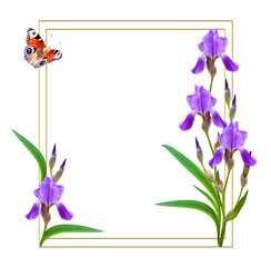 spring flowers iris isolated on white background.
