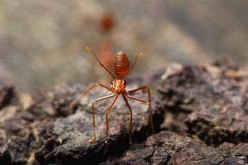Red ant walk on a tree